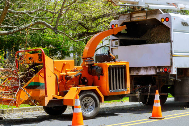 How Our Tree Care Process Works  in  Chenoa, IL